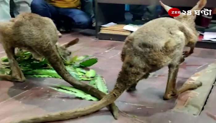 kangaroo being trafficked rescued from gajoldoba