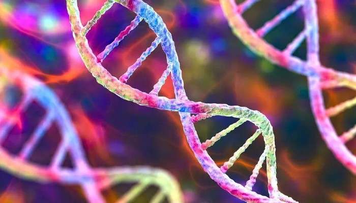 Complete Human Genome: রোগ নিরাময়ের ক্ষেত্রে নতুন দরজা খুলে দিল জিনবিন্যাসের ৮ শতাংশ!