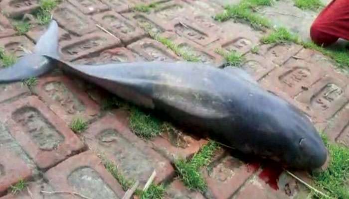 Dolphin: জাহাজের ধাক্কাতেই জখম! ডায়মন্ডহারবারে উদ্ধার মৃত ডলফিন 