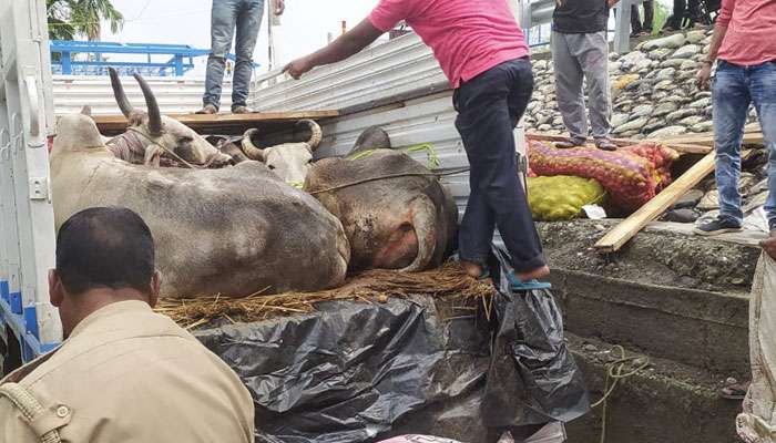 Cow Smuggling: পিকআপ ভ্যানে সিলিংয়ের নীচে লুকিয়ে রাখা হয়েছিল, তল্লাশি করতেই বেরিয়ে এল গরু