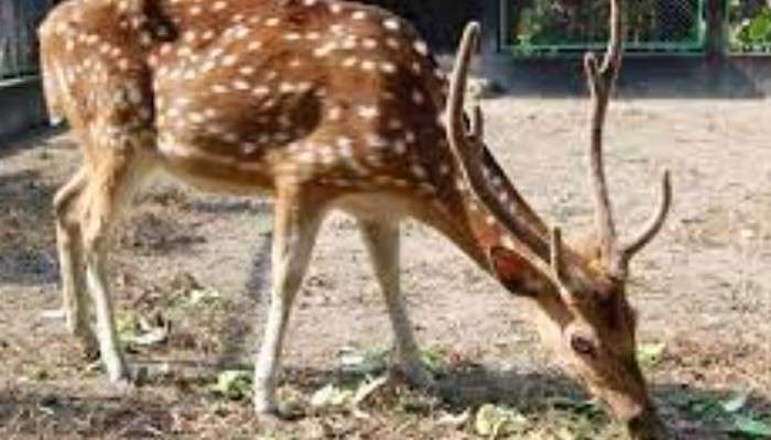 Dhupguri: জঙ্গল ছেড়ে বাড়ির শৌচাগারে ঢুকে পড়ল হরিণ! তারপর? 