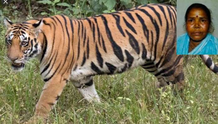 Royal Bengal Tiger: কাঁকড়া ধরতে গিয়ে বাঘের পেটে! সুন্দরবনে নিখোঁজ মৎস্যজীবী