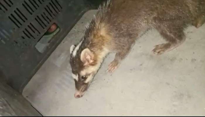 বিরল প্রজাতির প্রাণীর হানা মালবাজারে, আতঙ্কে ত্রস্ত গোটা এলাকা 