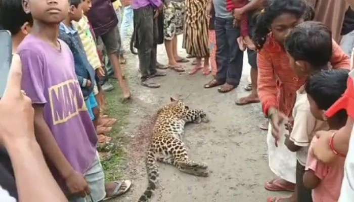 রাস্তায় পড়ে চিতাবাঘ; মৃত্যু ঘিরে উঠছে প্রশ্ন, ছড়াল আতঙ্ক