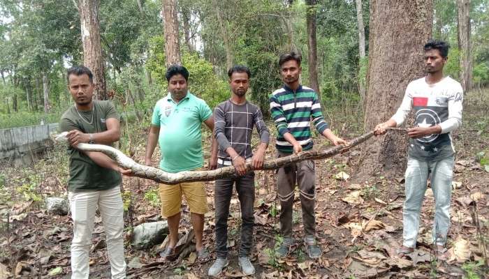 Python: &#039;জলে থাকতে কষ্ট&#039;! জনবসতিপূর্ণ এলাকায় গাছের মগডালে উঠল অজগর