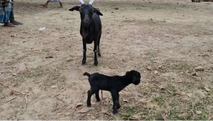 Goat: একটি মাথা, দুটি দেহ, আটটি পা! &#039;অদ্ভূত দর্শন&#039; ছাগল শাবককে ঘিরে হই চই