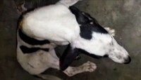 Dog Attack: নৃশংস! হাওড়ায় পথকুকুরকে ধারালো অস্ত্রের 'কোপ'