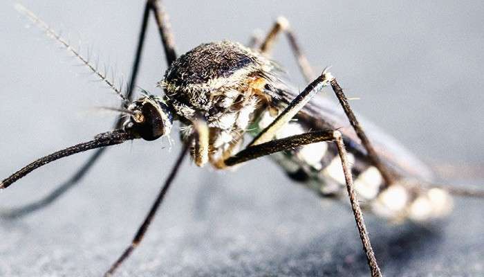 Malaria: একটি মশা চিরতরে নষ্ট করে দিতে পারে আপনার লিভার ও ফুসফুস!