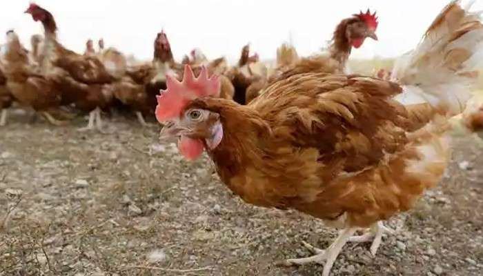 Bird Flu: এবার মানবশরীরেও বার্ড ফ্লু; করোনার মধ্যেই নতুন করে আতঙ্ক 