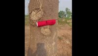 গাছে বাঁধা লাল শালুতে লেখা 'মাওবাদী', গোয়ালতোড়ে তীব্র আতঙ্ক