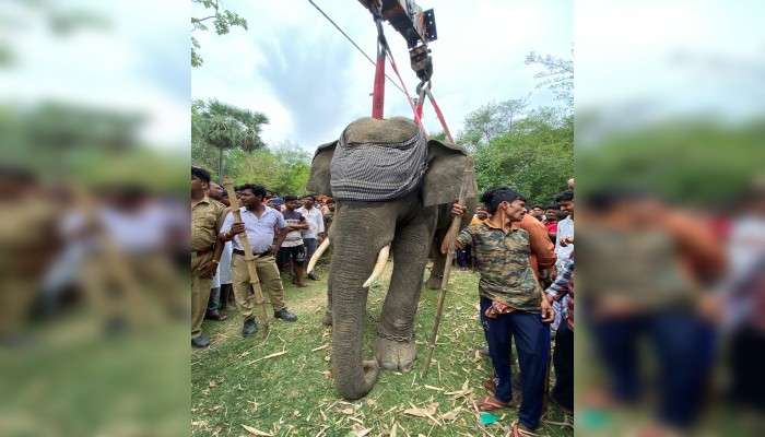 বীরভূমের গ্রামে হাতির হানা, ধরতে গিয়ে জখম বনকর্মী