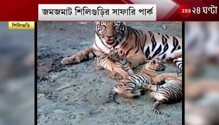 Siliguri: Crowds of tourists at Bengal Safari Park, tiger cubs playing, peacock dancing, will you go or not?