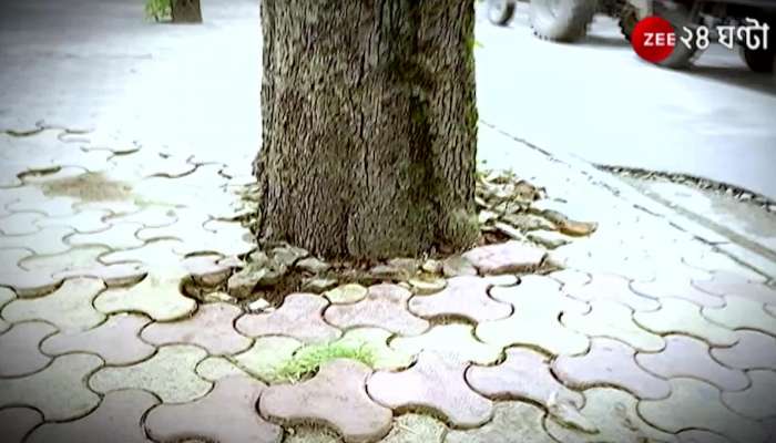 HIT@6: Trees in kolkata falling even in a light rain due to soft soil what do the experts say