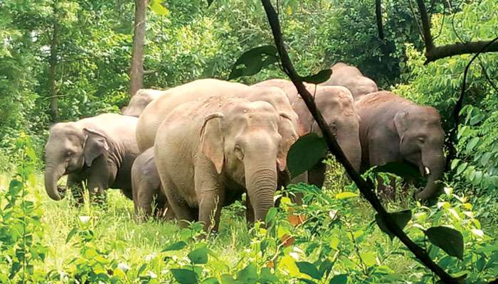 Elephant In Jhargram: ভারত সেবাশ্রম সঙ্ঘের ট্রাক লুট, ফসল নষ্ট, বাড়িঘর ভাঙচুর, হাতির আতঙ্কে ঝাড়গ্রামের পুকুরিয়া