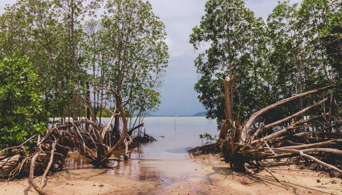 World Environment Day: জলবায়ু পরিবর্তন দক্ষিণ এশিয়ায় ডেকে আনছে মহা বিপদ! কোন পথে পরিত্রাণ? 