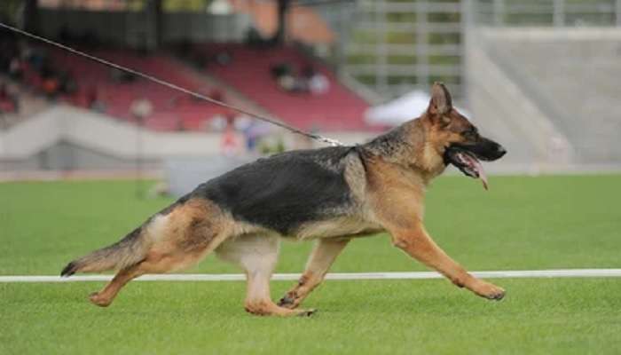  Dog Walking: দিল্লির স্টেডিয়ামে পোষ্যকে নিয়ে সান্ধ্য ভ্রমণ! লাদাখে বদলি অভিযুক্ত IAS অফিসার
