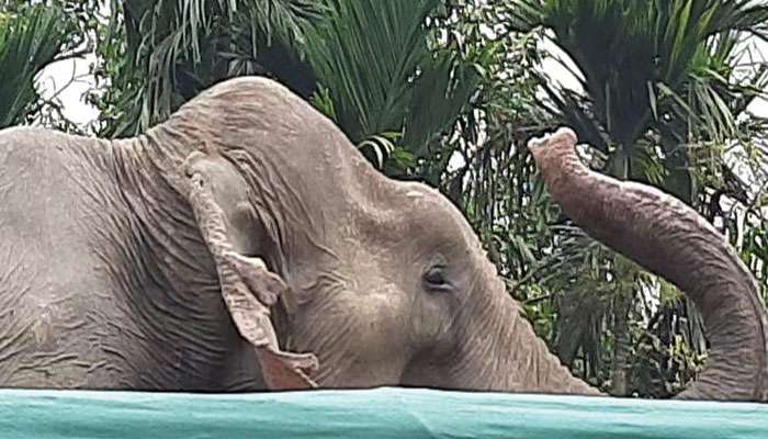 Elephant Detained: গন্তব্য ছিল গুজরাট, জলপাইগুড়িতে আটক ট্রাকে বোঝাই ১০টি হাতি