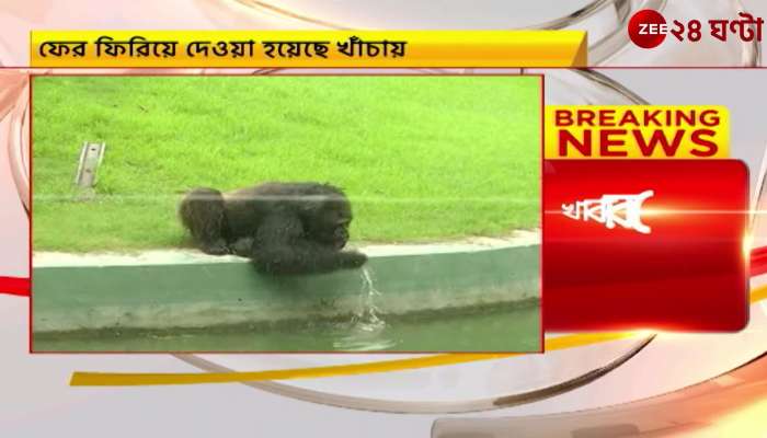 Alipore Zoo: A chimpanzee comes out of a cage at Alipore Zoo, after trying for a while ...