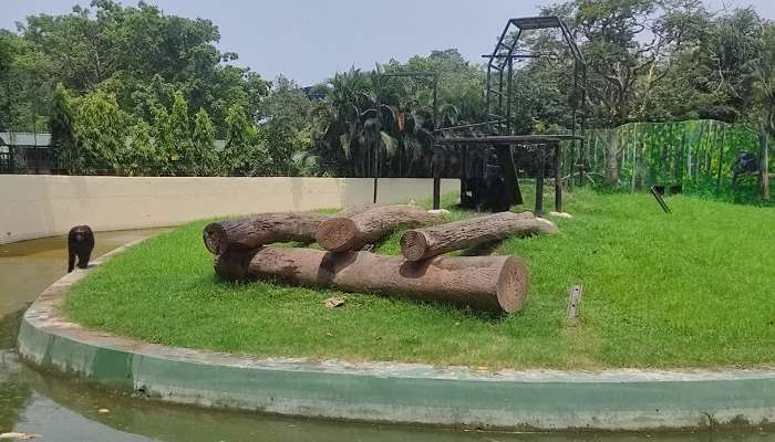 Alipore Zoo: আলিপুর চিড়িয়াখানায় খাঁচা থেকে বেরিয়ে এল শিম্পাঞ্জি, আতঙ্ক!