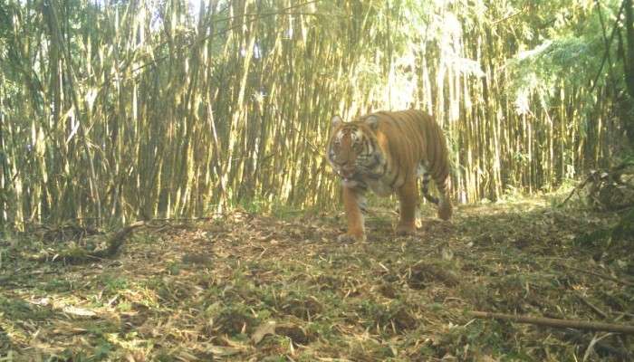 Royal Bengal Tiger in Neora valley: নেওড়া ভ্যালিতে ফের ক্যামেরাবন্দি বাঘ, ছবি প্রকাশ বন দফতরের
