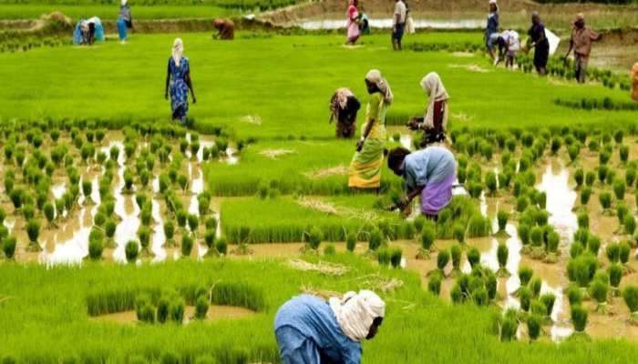 PM Kisan Yojana: ফেরাতে হবে কিষান সম্মান নিধির টাকা, জেনে নিন কেন