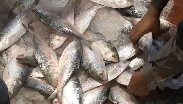 Hilsa Crisis in Kolkata: বৃষ্টি বাড়ন্ত দক্ষিণবঙ্গে, বাঙালির পাতে ইলিশের আকাল 