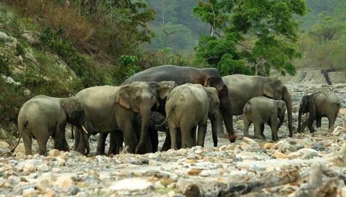 Mal Block: ক্যাম্প ঘিরে রাখল বুনো হাতির দল, ভাঙল বাঁধ