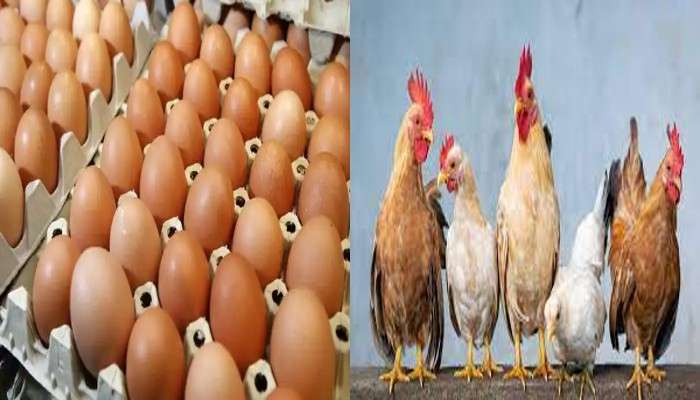 Chicken And Egg Price Rise: জোড়া ধাক্কার মুখে মধ্যবিত্ত বাঙালি, বাড়ল চিকেন এবং ডিমের দাম