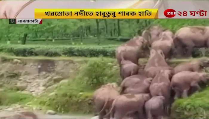 Malbazar mother elephant saves baby elephant from drowning while crossing river