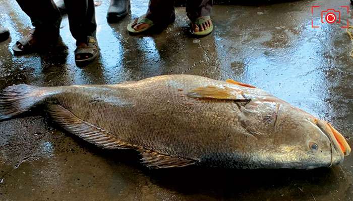 Huge Fish In Digha: দিঘা মোহনায় নিলামে উঠল বিশাল তেলিয়া ভোলা, বিক্রি হল ১৩ লাখে