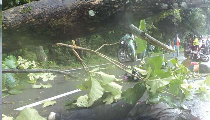 Shukna Accident: চলন্ত স্কুটির উপরে এসে পড়ল বিশাল গাছ, ঘটনাস্থলেই থেঁতলে গেলেন ২ আরোহী