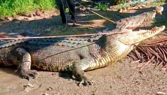 Indonesia: সামান্য দড়ি দিয়েই একজন ধরে ফেললেন বিশাল কুমির! কীভাবে? 