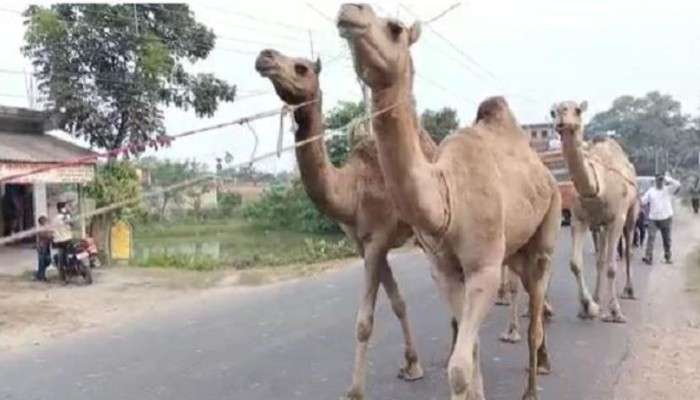  Camel Death: জাতীয় সড়কের কাছে উটের দেহ! শোরগোল বর্ধমানে