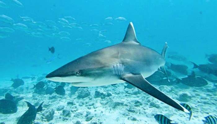 Egypt: সাগরে সাঁতার কাটতে-কাটতে হাঙরের মুখে দুই মহিলা, তারপর... 