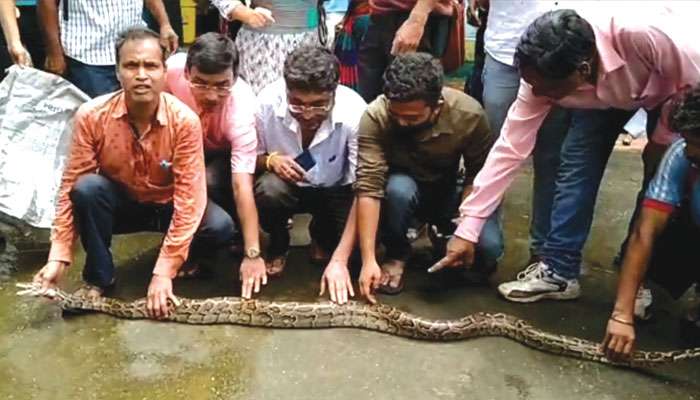 Python Rescued: বিডিও অফিস তোলপাড়, ক্যান্টিনের সিলিং থেকে বের হল বিশাল অজগর