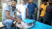 বিশাল আকারের মাছ দেখতে ভিড় জমল বাজারে, কিনলেনও অনেকে