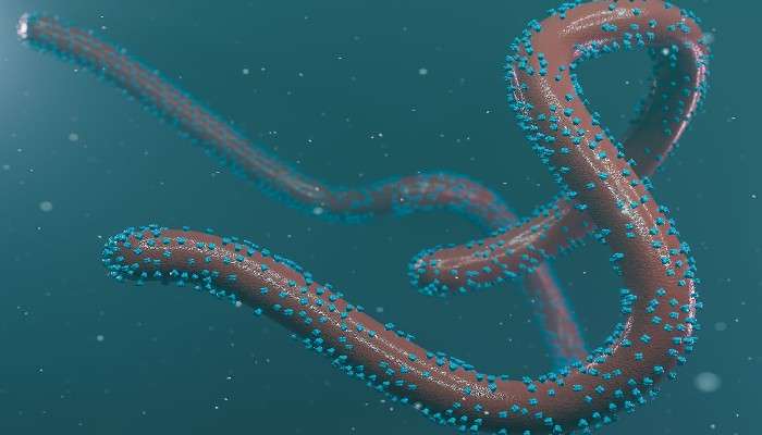 Marburg Virus: ৮৮% রোগীর মৃত্যু হতে পারে, হু'র চিন্তা বাড়াচ্ছে এই নয়া ভাইরাস