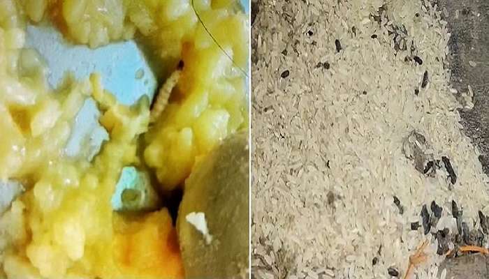 Mid-Day Meal: মিড-ডে মিলের খিচুড়িতে কিলবিল করছে পোকা, চালে আরশোলা-টিকটিকির মল!