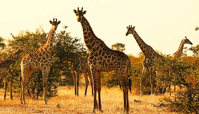 Risk of Extinction: পৃথিবী থেকে চিরবিলুপ্তির পথে লক্ষ লক্ষ প্রজাতি, লাল সতর্কতা!