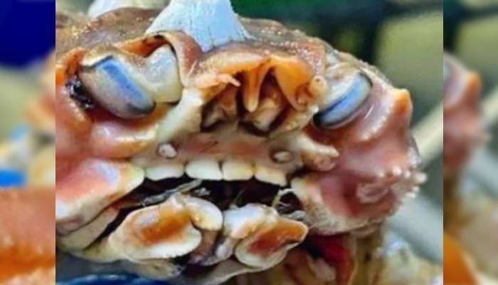 Crab with Human Teeth: মুখে মানুষের মতো দাঁত, কাঁকড়া নাকি পোকেমন!