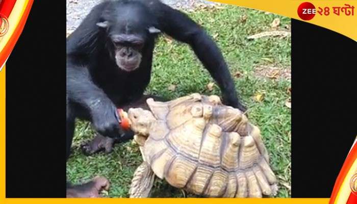 Chimpanzee With Tortoise: কচ্ছপের সঙ্গে আপেল ভাগ করে খাচ্ছে শিম্পাঞ্জি, ভাইরাল Video