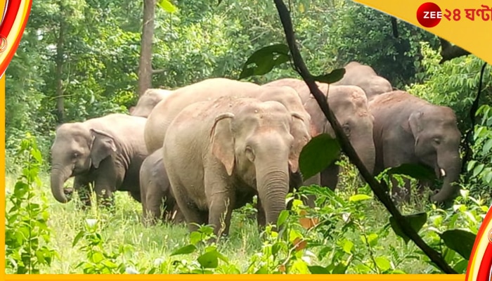 Elephant Killed Man: বাড়ির সামনে বসে চোলাইয়ে মত্ত দুই বন্ধু, গন্ধে জঙ্গল থেকে ছুটে এল হাতি! তারপর...