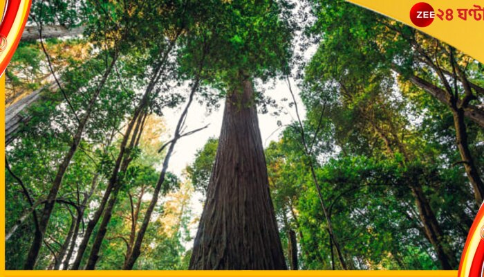 World&#039;s Tallest Tree: বিশ্বের দীর্ঘতম গাছের কাছে পৌঁছলেই এই অস্বস্তিকর ব্যাপারটি ঘটবে...