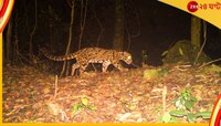 সামনে এল বক্সা রিজার্ভের গোপন ক্যামেরায় তোলা বিরল এই প্রাণীটির ছবি