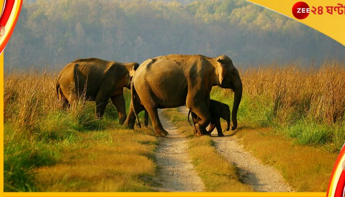 World Elephant Day: বিশ্বের বৃহদাকার প্রাণীটির সম্বন্ধে এই তথ্যগুলি জেনে চমকে উঠতে পারেন... 