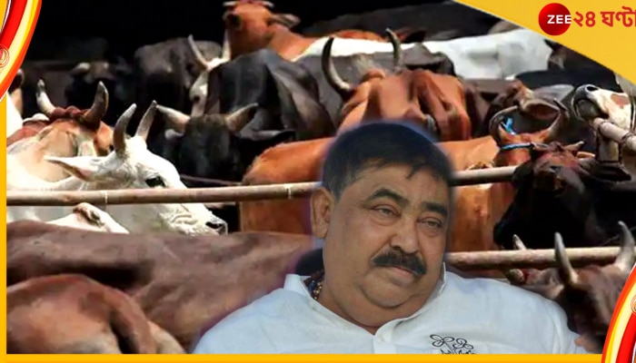 Anubrata on Cattle Smuggling: ইলামবাজারের হাট থেকে সীমান্ত, কীভাবে চলত গোরুপাচার, কারা পেতেন বিপুল সেই টাকা!