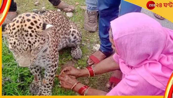 Viral Video : আহত বাঘকে রাখী পরালেন মহিলা! ভাইরাল ছবি দেখে থ' নেটদুনিয়া
