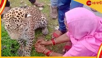 আহত বাঘকে রাখী পরালেন মহিলা! ভাইরাল ছবি দেখে থ' নেটদুনিয়া