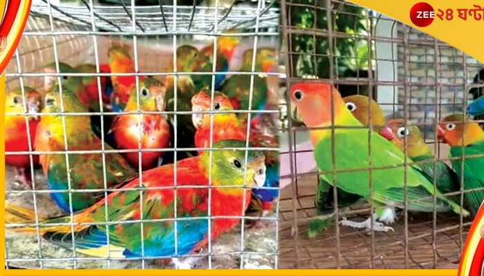 Birds Seized: টিয়া থেকে লাভ বার্ড, বাংলাদেশ থেকে আসার পথে আটক কয়েক লাখ টাকার বিদেশি পাখি