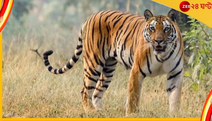 Animal attacks News in Bengali, Latest Animal attacks Bangla Khobor, photos, videos | Zee News Bangla Animal attacks News in Bengali, Latest Animal attacks Bangla Khobor, photos, videos | Zee News Bangla